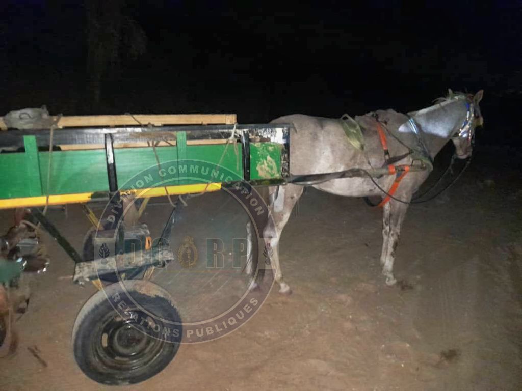Lutte contre le trafic de drogue : 600 Kg de chanvre indien saisis à Warang (Mbour) et un individu arrêté - Image 1